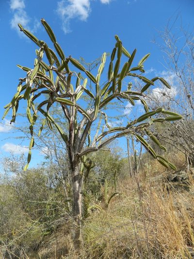 Leptocereus paniculatus, photographed by Louis Imbeau