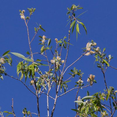 Salix bonplandiana, photographed by Bill Levine