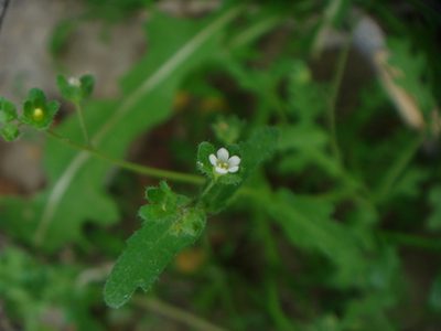 Eucrypta micrantha, photographed by Kate Harper