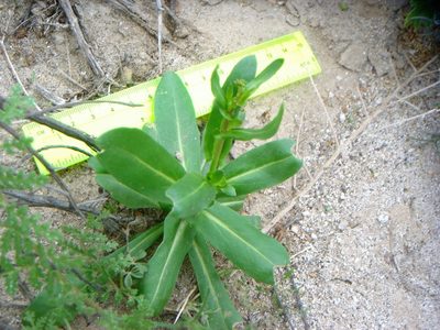 Streptanthus cooperi, photographed by Kate Harper