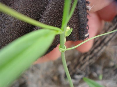 Neogaerrhinum filipes, photographed by Kate Harper