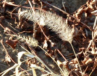 Setaria liebmannii, photographed by Francisco Farriols Sarabia
