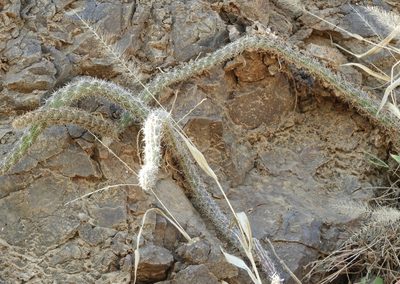 Selenicereus vagans, photographed by Francisco Farriols Sarabia