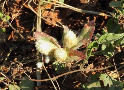 Alternanthera caracasana, photographed by Francisco Farriols Sarabia