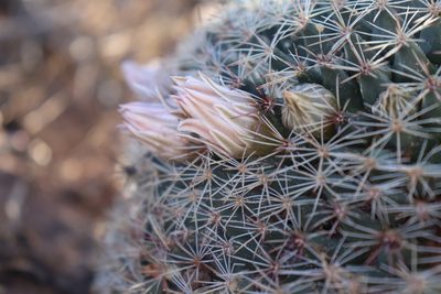 Mammillaria grusonii, photographed by Claudio Cantú Muñiz
