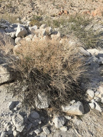 Baccharis brachyphylla, photographed by Kate Harper