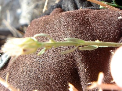 Baccharis brachyphylla, photographed by Kate Harper