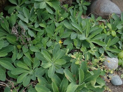 Crepidiastrum lanceolatum, photographed by Meng-Ying Tsai