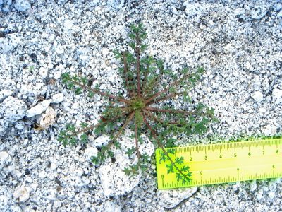 Gilia stellata, photographed by Kate Harper