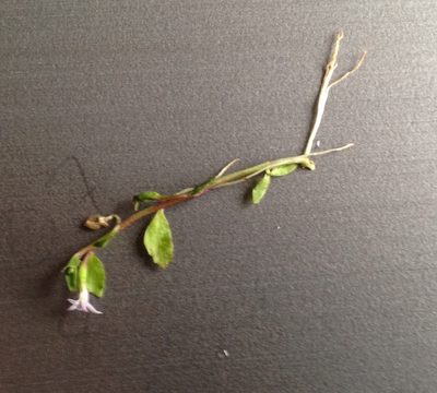 Lobelia fatiscens, photographed by Sarah Richardson