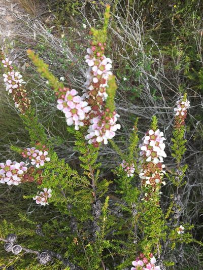 Leptospermum liversidgei, photographed by Thomas Mesaglio