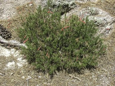 Penstemon pinifolius, photographed by Craig Martin