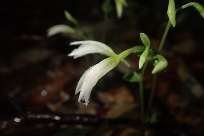 Triphora trianthophoros, photographed by Laura J. Costello