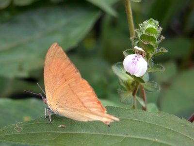 Justicia glauca, photographed by Vijay Barve