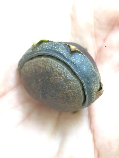 Eschweilera ovata, photographed by B. Phalan