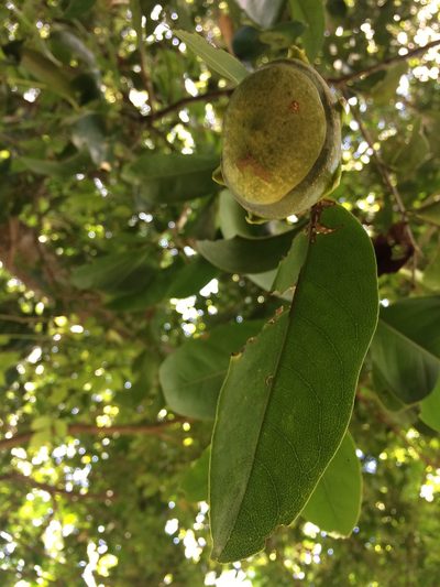 Eschweilera ovata, photographed by B. Phalan