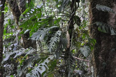 Monstera oreophila, photographed by Emily Franzen