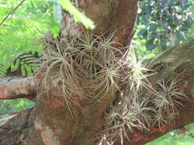 Tillandsia didisticha, photographed by Nicolas Olejnik