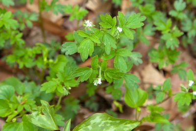 Phacelia ranunculacea, photographed by Melissa McMasters