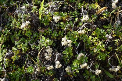 Anaphalioides hookeri, photographed by John Barkla