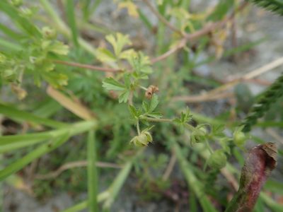 Potentilla heynei, photographed by Meng-Ying Tsai
