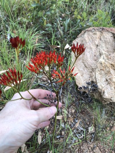 Haemodorum coccineum, photographed by elawrey