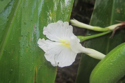 Alpinia arctiflora, photographed by coenobita
