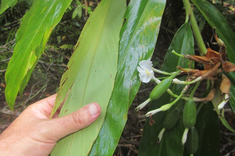 Alpinia arctiflora, photographed by coenobita