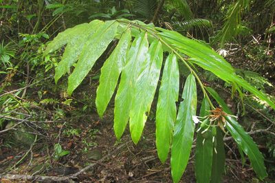 Alpinia arctiflora, photographed by coenobita