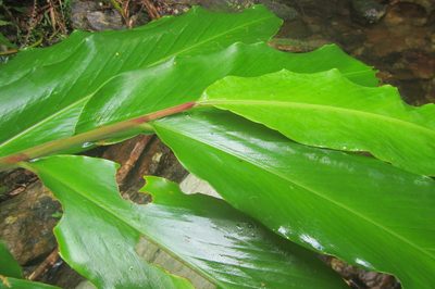 Alpinia arctiflora, photographed by coenobita