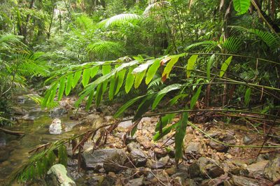 Hornstedtia scottiana, photographed by coenobita