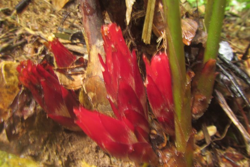 Hornstedtia scottiana, photographed by coenobita