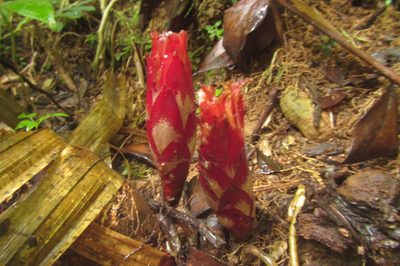 Hornstedtia scottiana, photographed by coenobita
