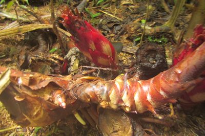 Hornstedtia scottiana, photographed by coenobita