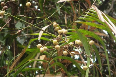 Calamus australis, photographed by coenobita