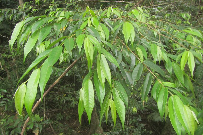 Aceratium megalospermum, photographed by coenobita