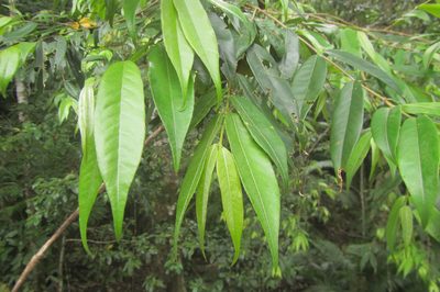 Aceratium megalospermum, photographed by coenobita