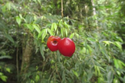 Aceratium megalospermum, photographed by coenobita