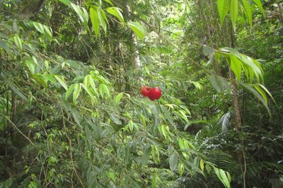 Aceratium megalospermum, photographed by coenobita