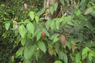 Ficus pantoniana, photographed by coenobita