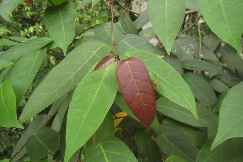 Ficus pantoniana, photographed by coenobita