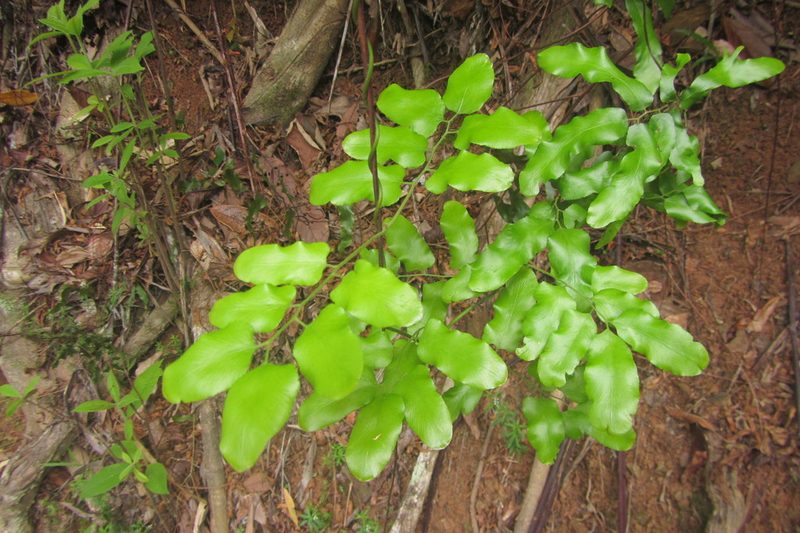 Lygodium reticulatum, photographed by coenobita