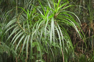 Freycinetia excelsa, photographed by coenobita