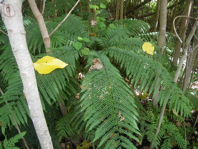 Pteris tripartita, photographed by coenobita