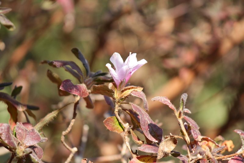 Rhododendron stenopetalum, photographed by harum.koh