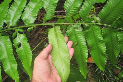 Diplazium proliferum, photographed by coenobita