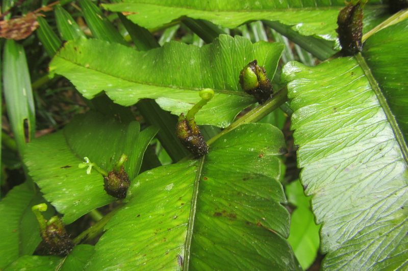 Diplazium proliferum, photographed by coenobita