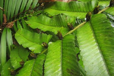 Diplazium proliferum, photographed by coenobita