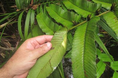 Diplazium proliferum, photographed by coenobita