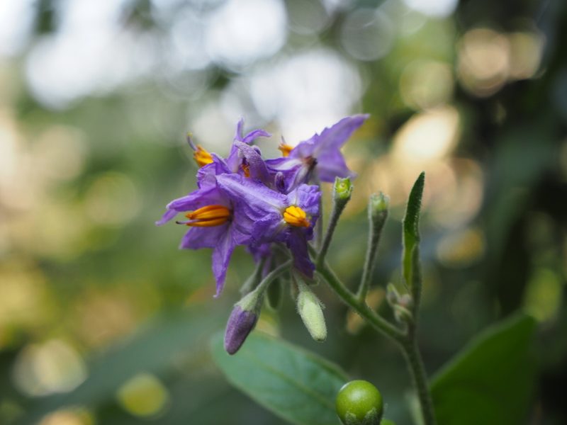 Solanum pseudosaponaceum, photographed by 葉子